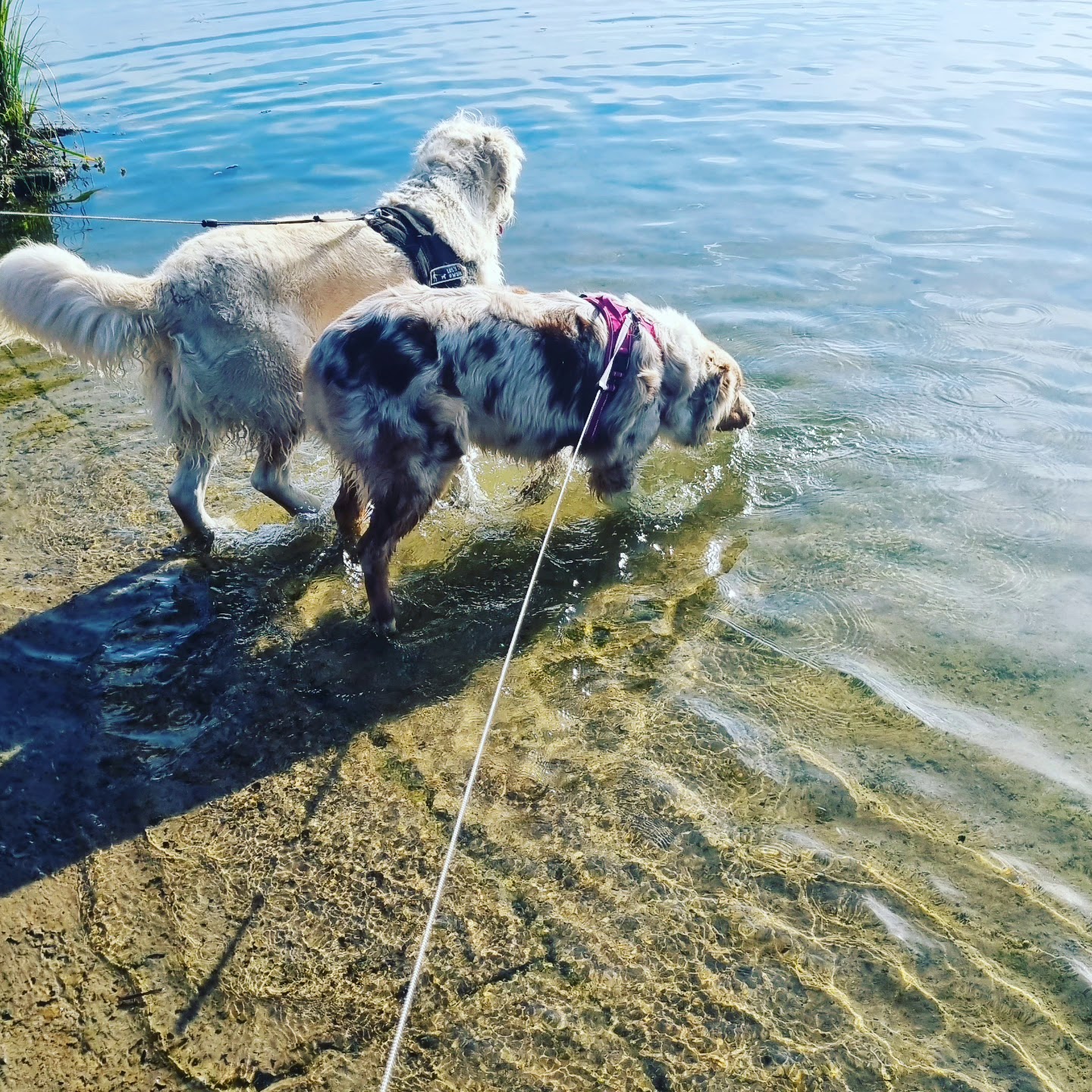 L'ESPRIT CANIN toilettage et pension pour chien — photo