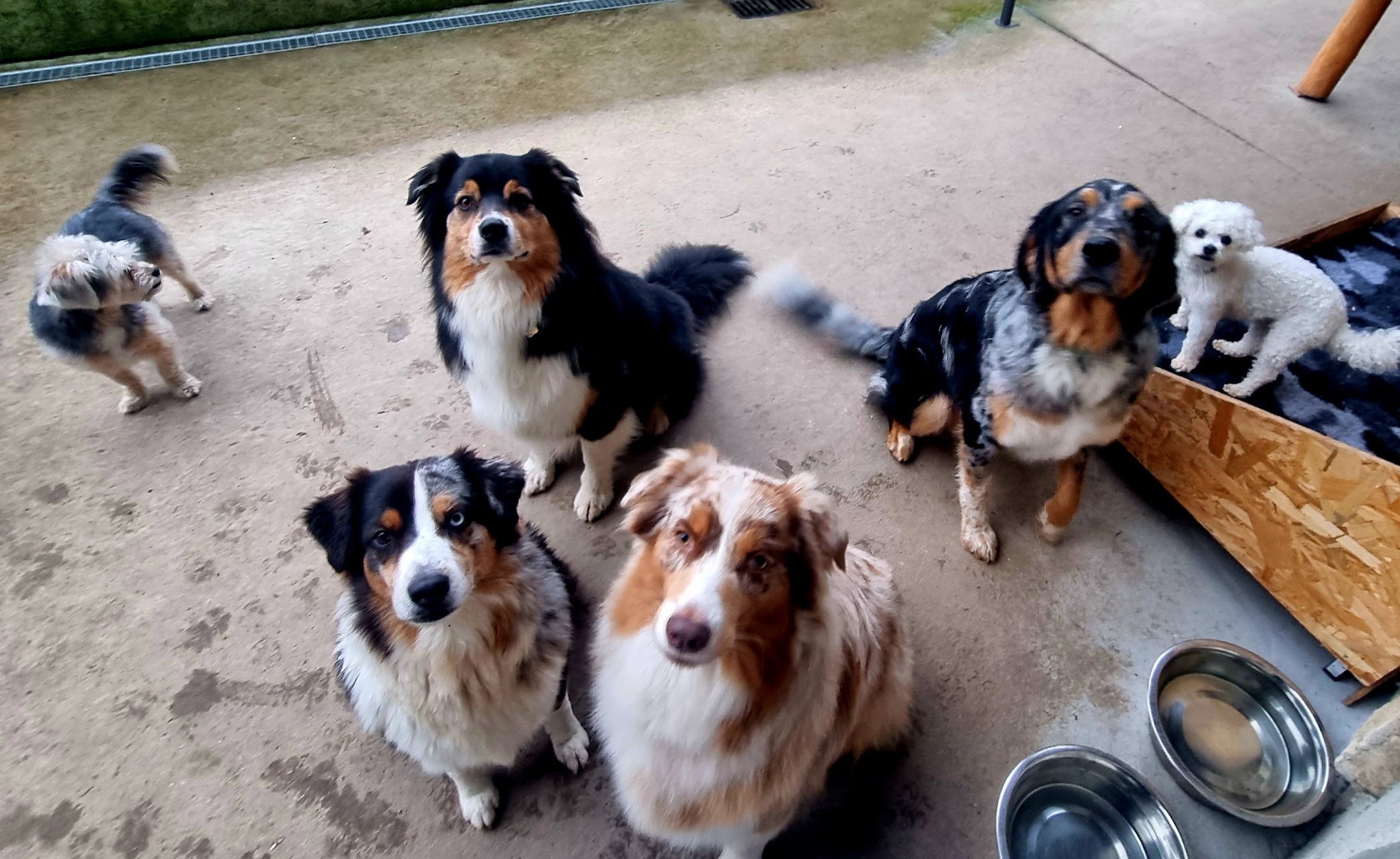 L'ESPRIT CANIN toilettage et pension pour chien — photo
