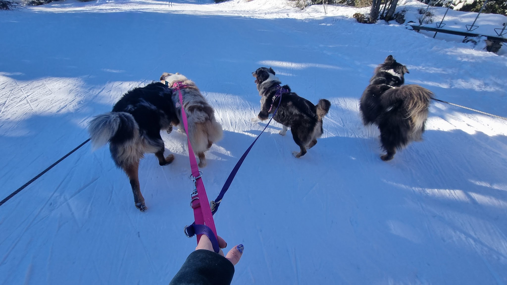 L'ESPRIT CANIN toilettage et pension pour chien — photo