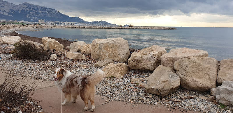 Education canine Aix en Provence