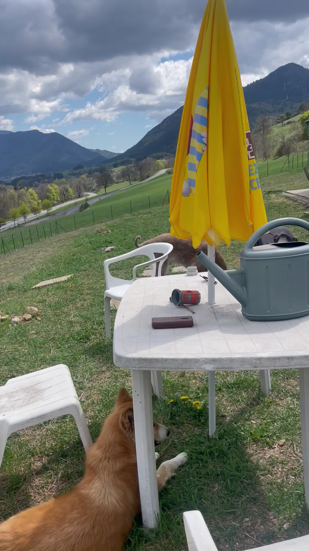 Emovere canis — Pension Education canine — photo
