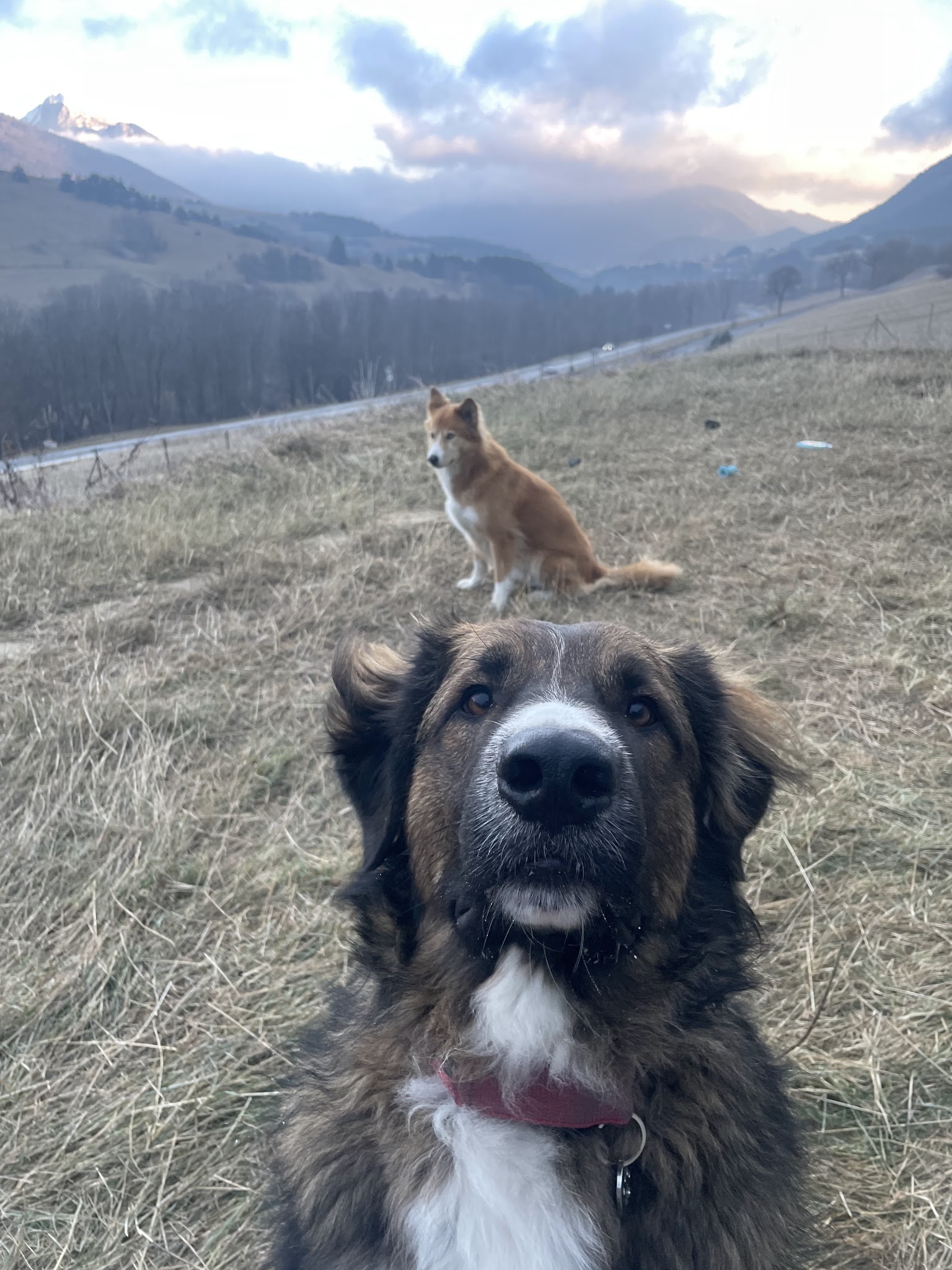Emovere canis — Pension Education canine — photo