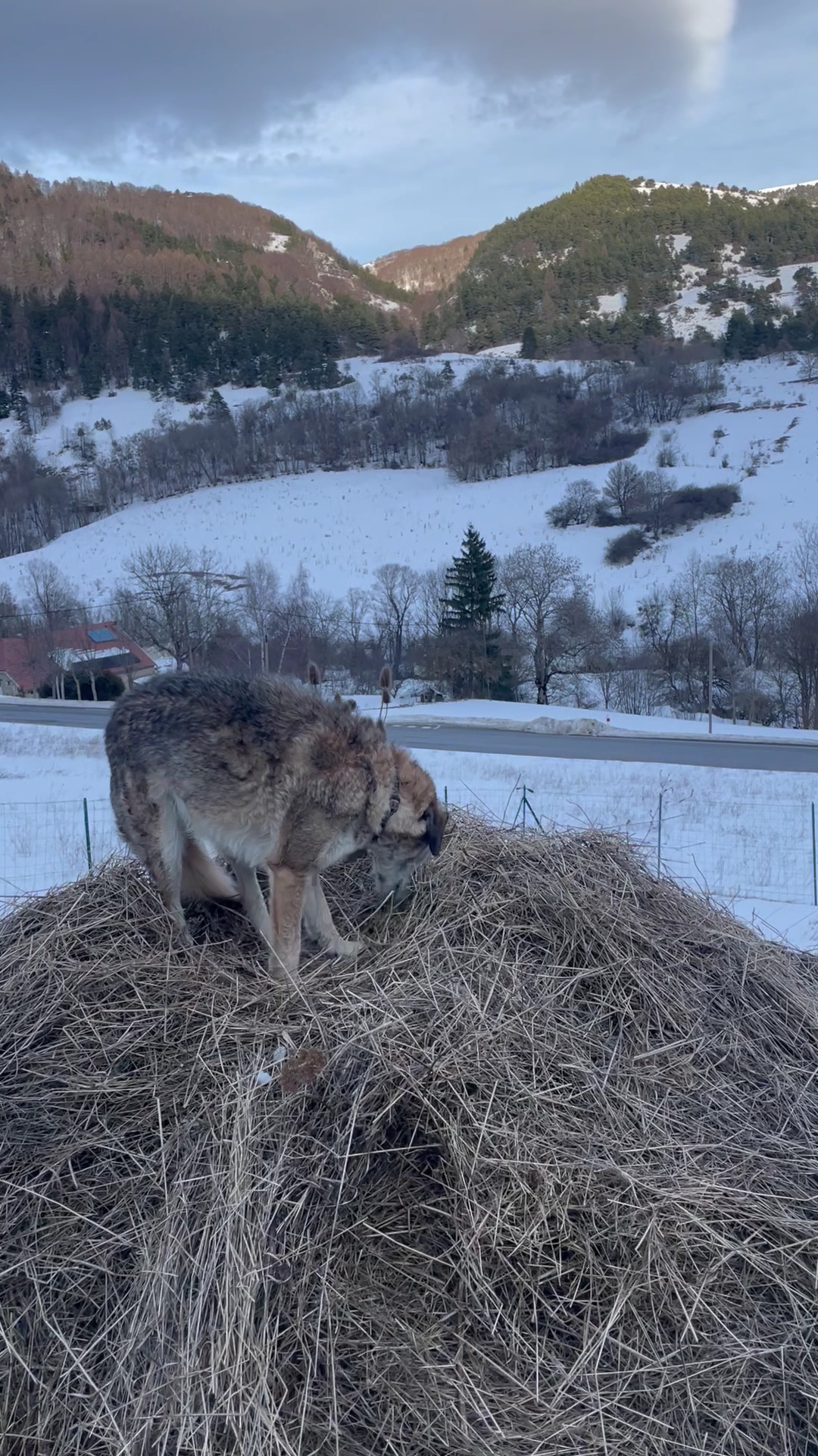 Emovere canis — Pension Education canine — photo