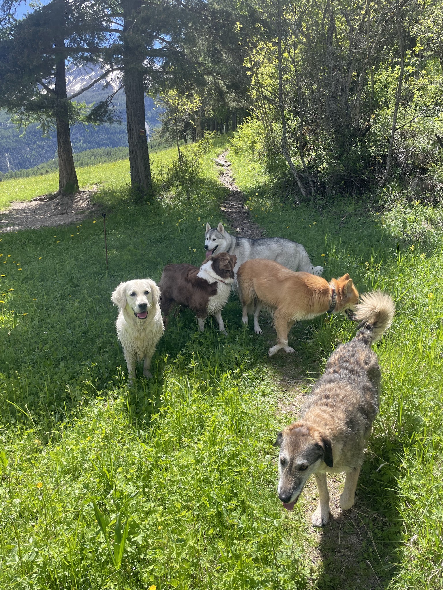 Emovere canis — Pension Education canine — photo
