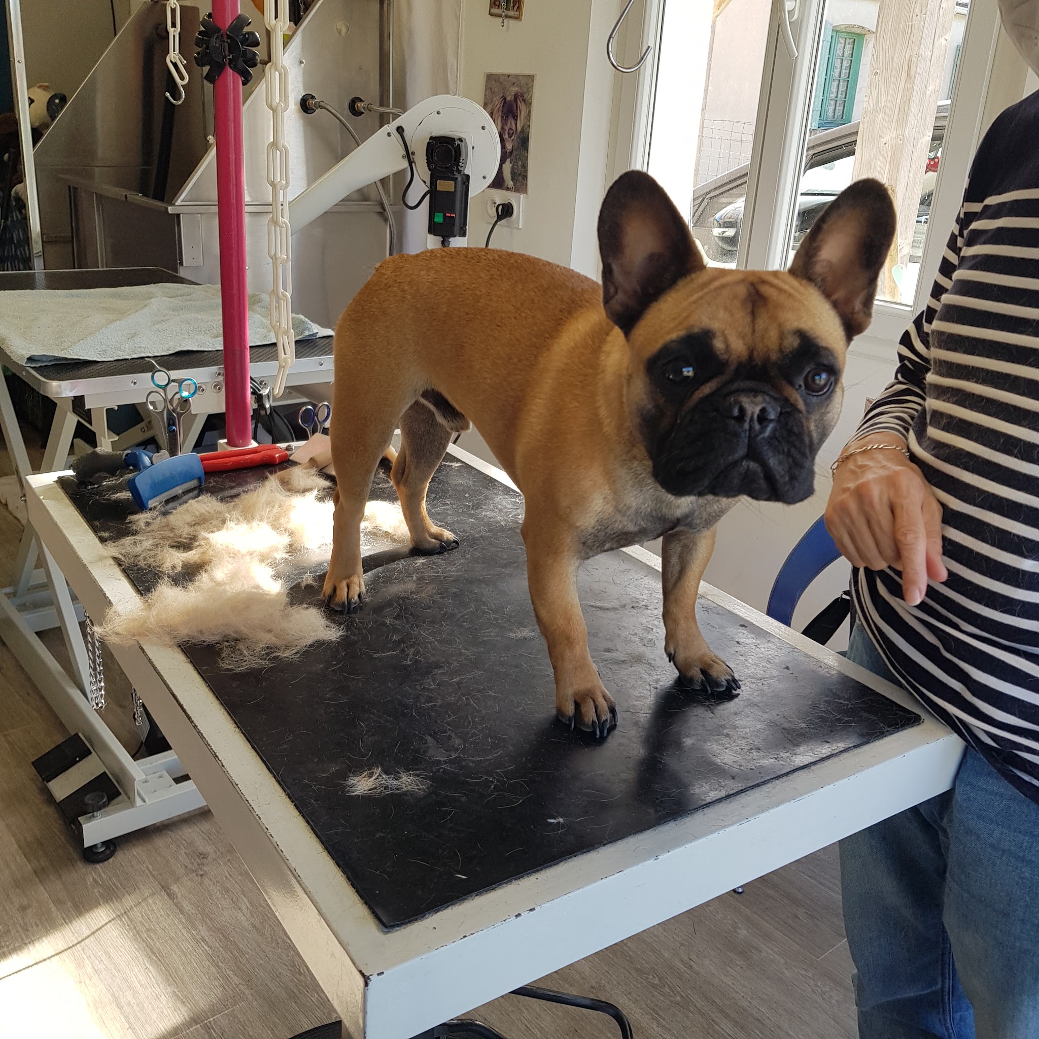 Toilettage Aux Chiens de Jade — photo