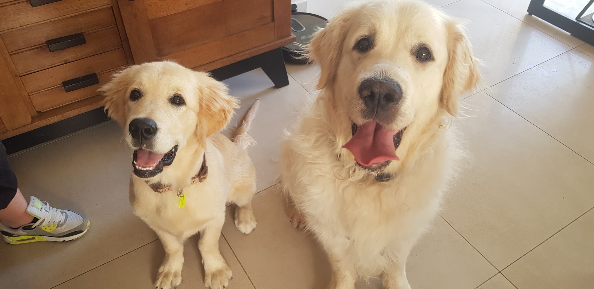 Toilettage Aux Chiens de Jade — photo