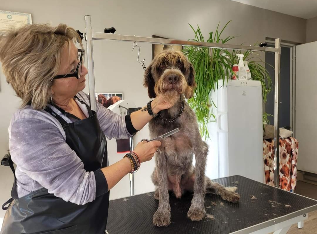 Toilettage Aux Chiens de Jade — photo
