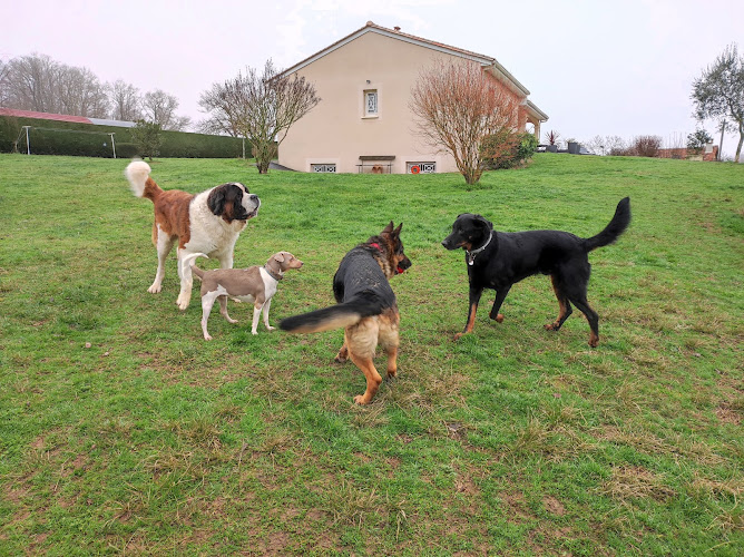 LA COLO - PENSION CHIENS CHATS TARN ET GARONNE