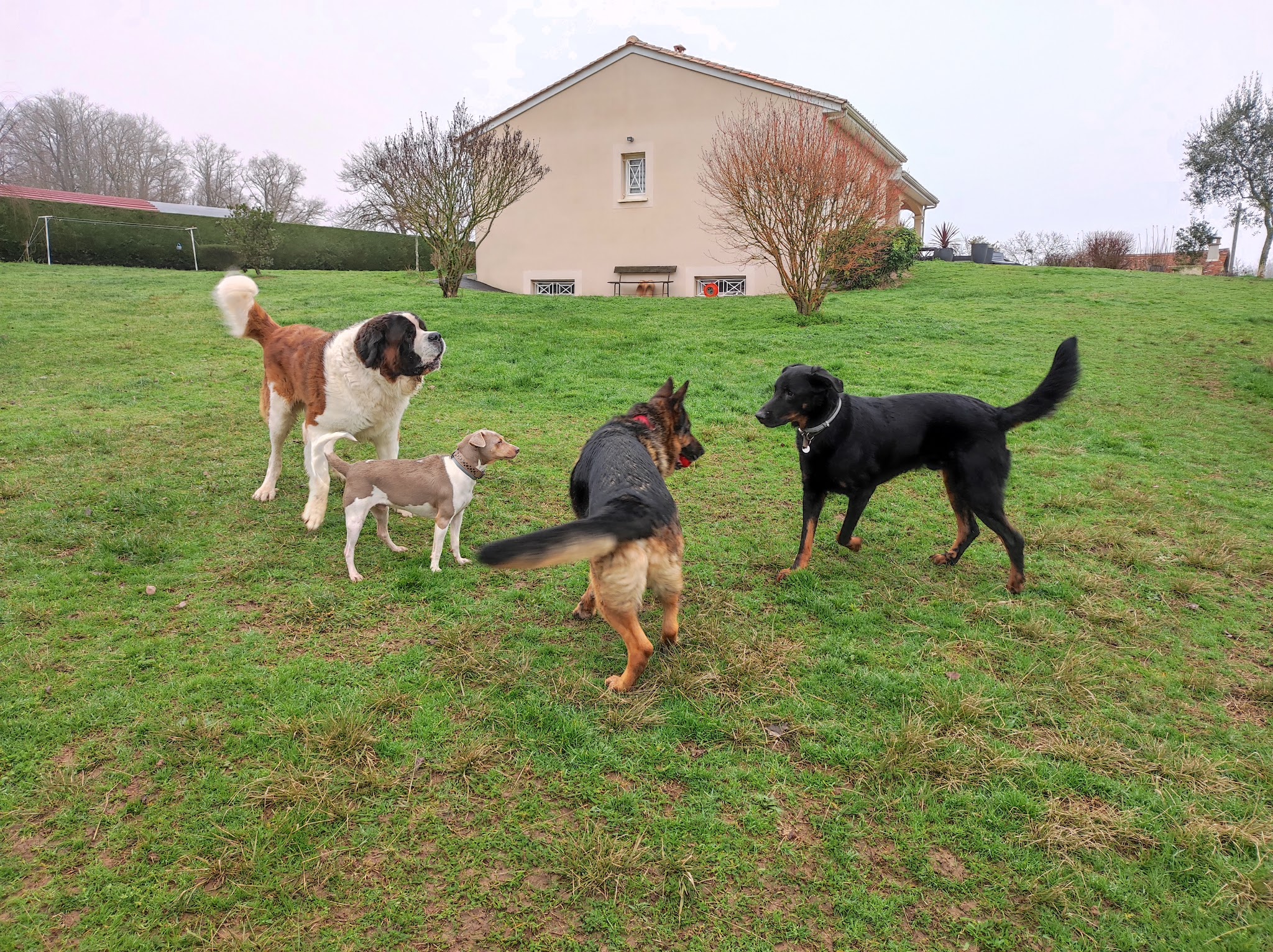 LA COLO - PENSION CHIENS CHATS TARN ET GARONNE — photo