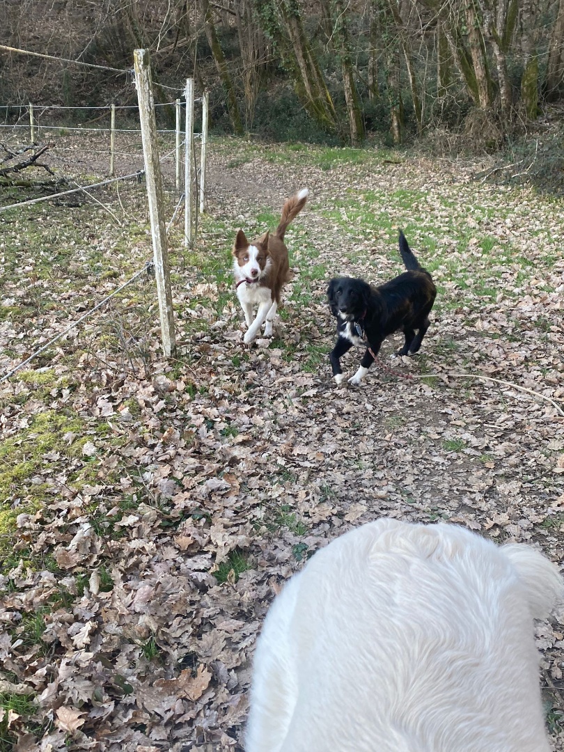 LA COLO - PENSION CHIENS CHATS TARN ET GARONNE — photo