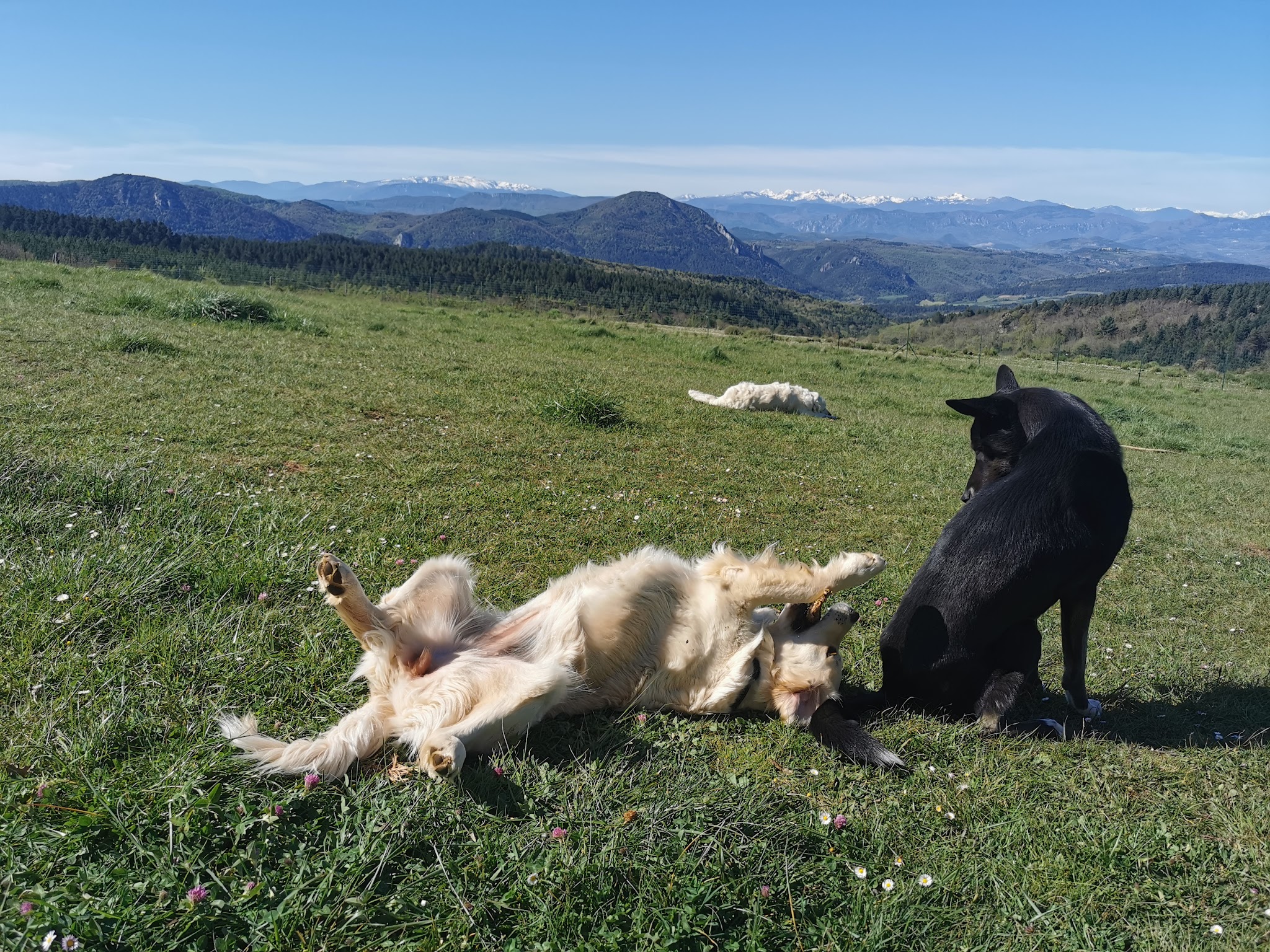 Doglye&co — photo