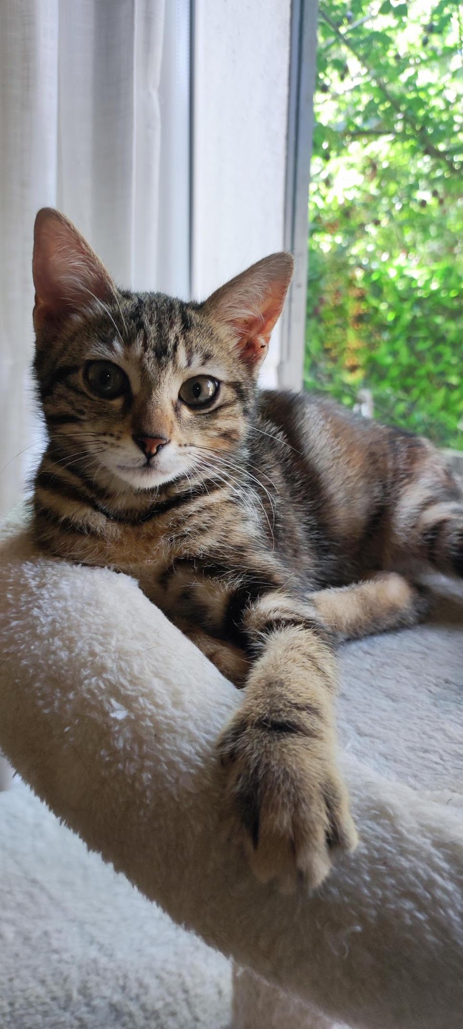 Thalya Garderie : pension animalière familiale et garde à domicile Sommières et alentours — photo