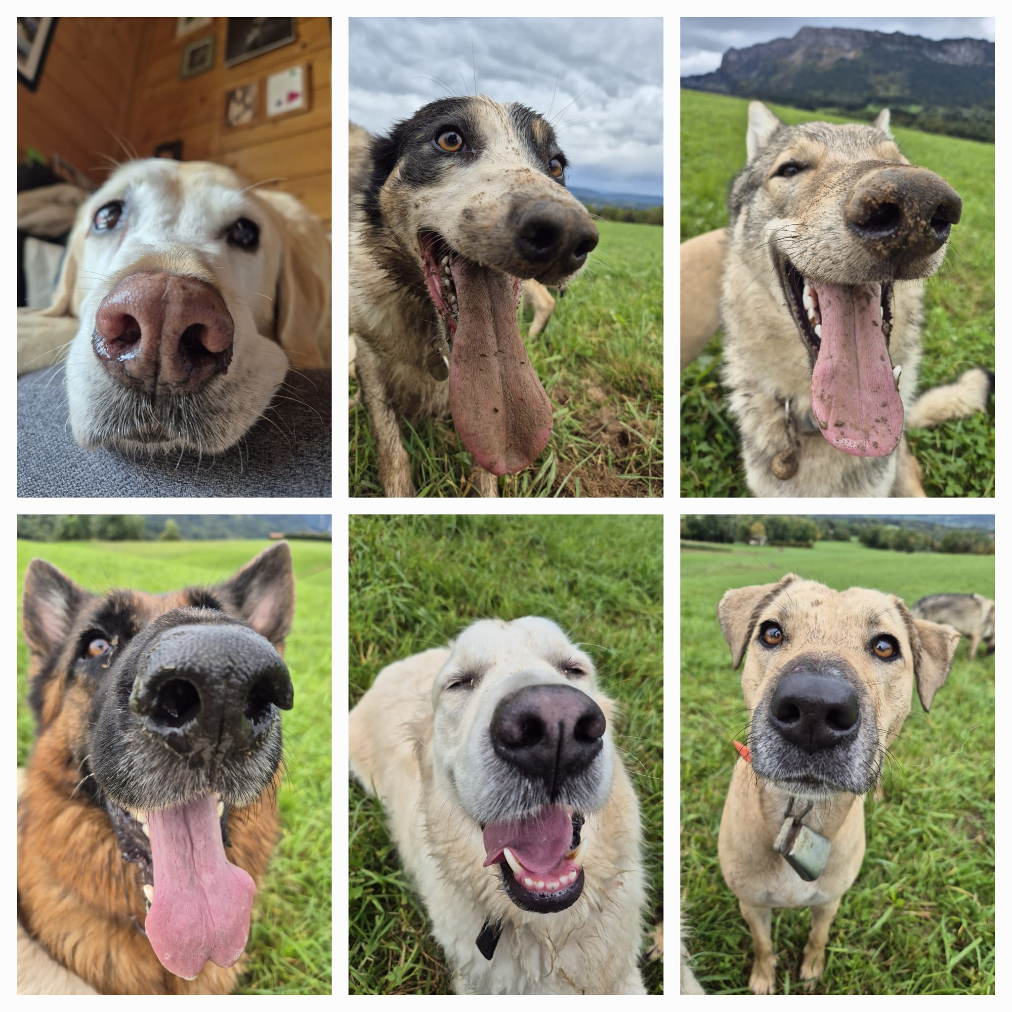 Happy Dog Pets-sitter — photo