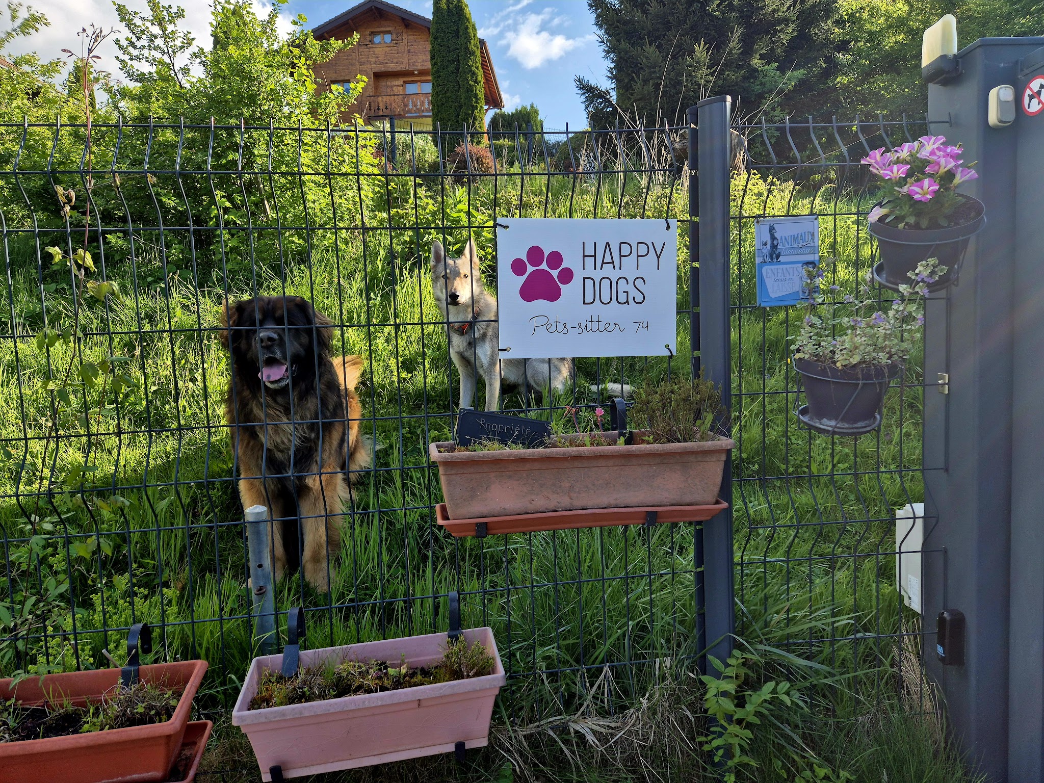Happy Dog Pets-sitter