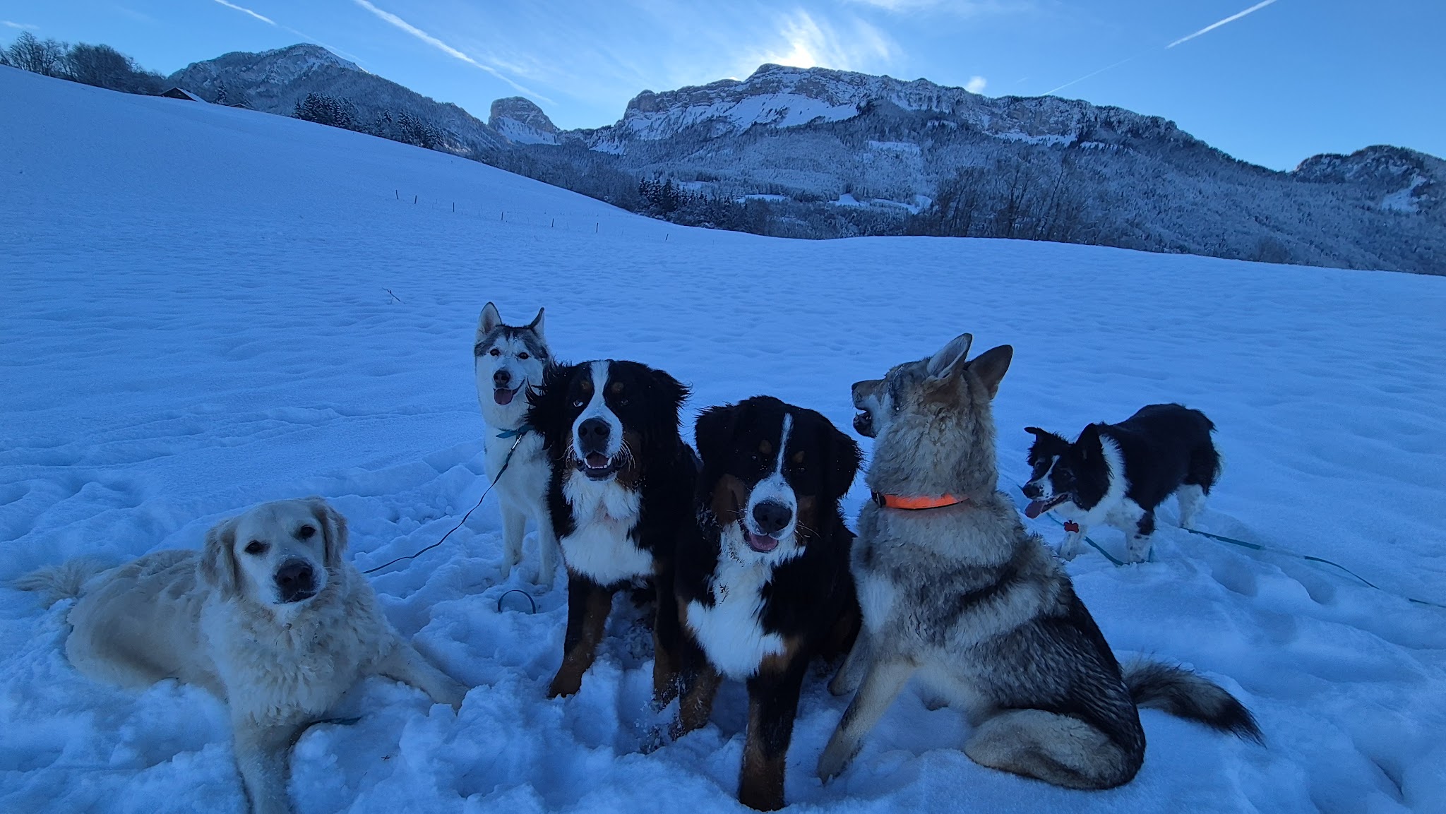 Happy Dog Pets-sitter — photo