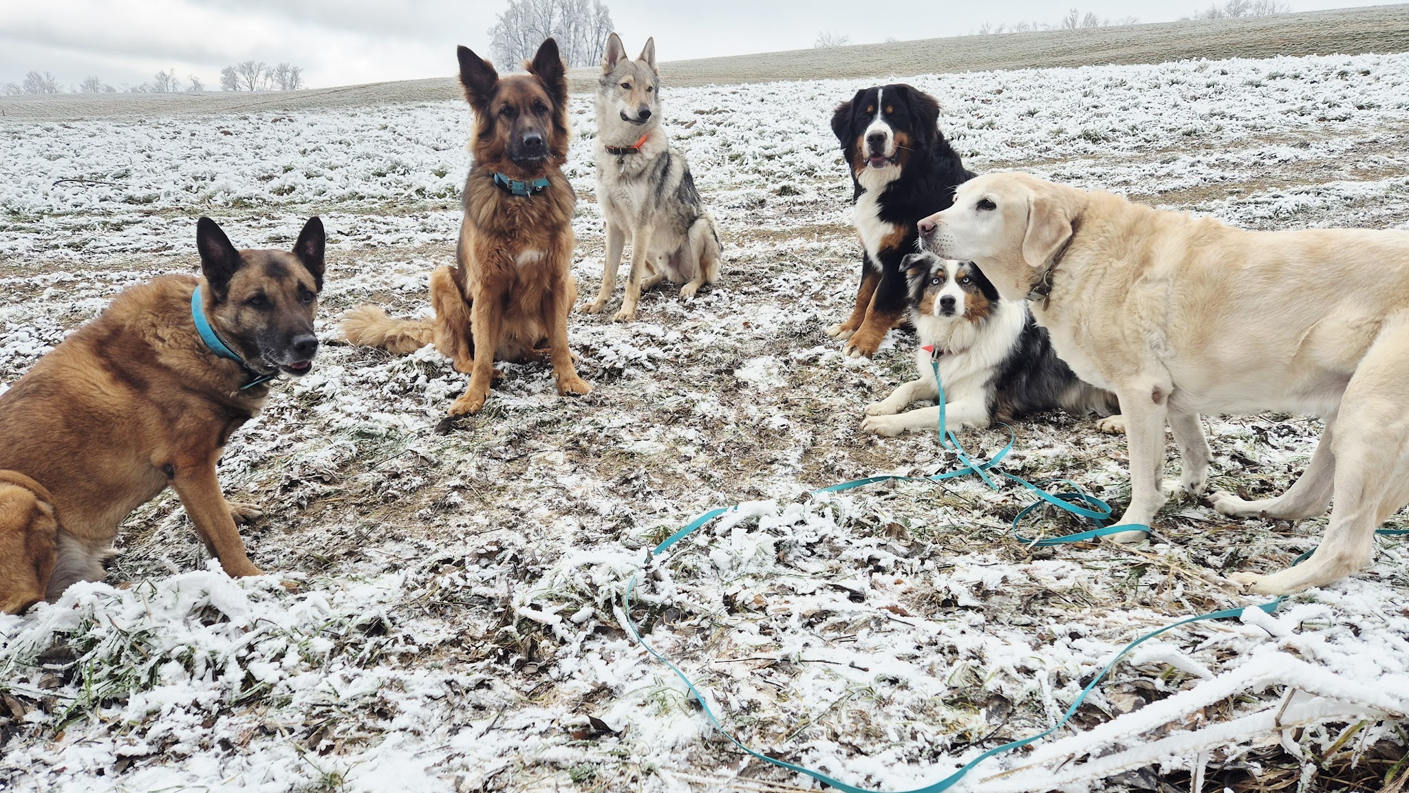 Happy Dog Pets-sitter — photo