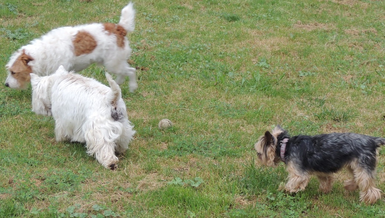 des Pat o' Cou - Centre de vacances pour chiens — photo