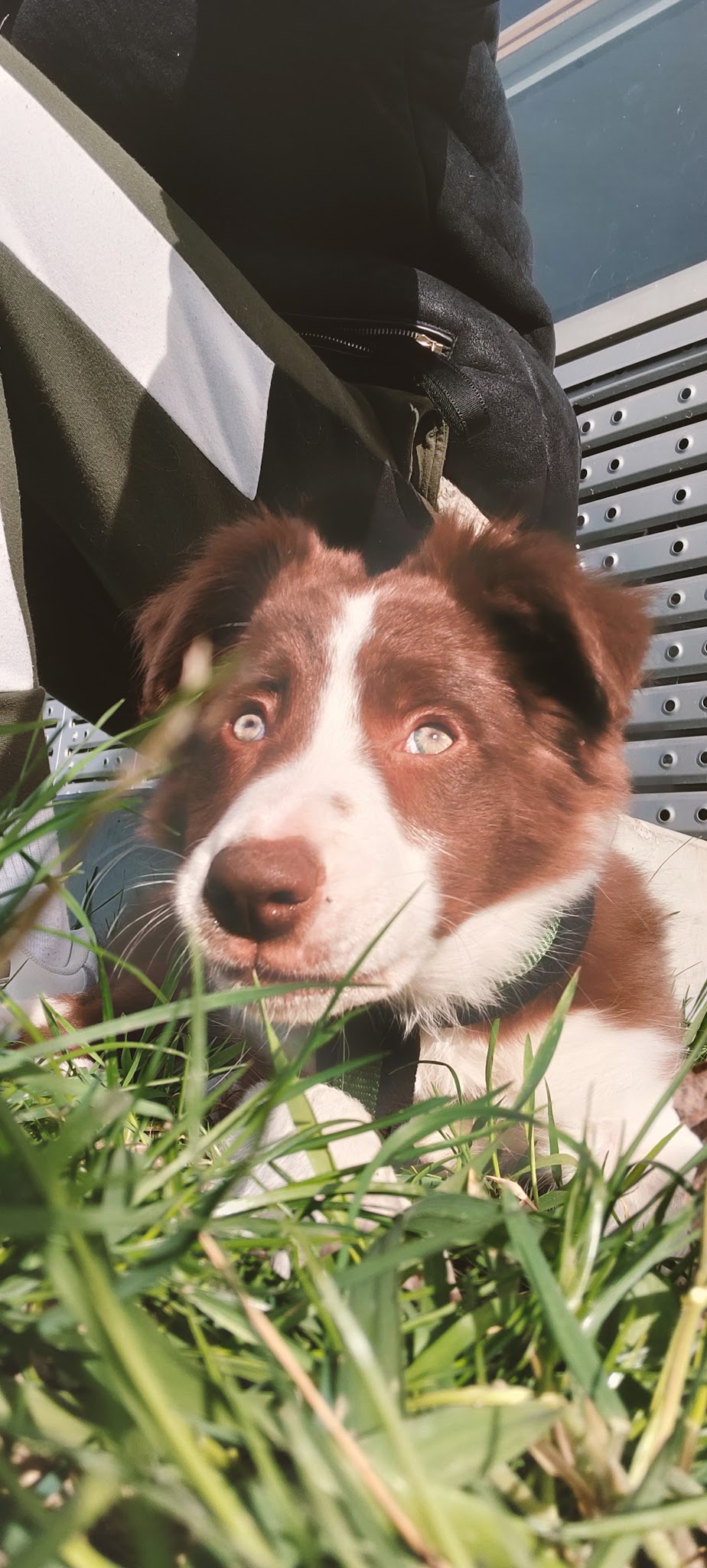 Pile Poil Plume | Petsitter Strasbourg — photo
