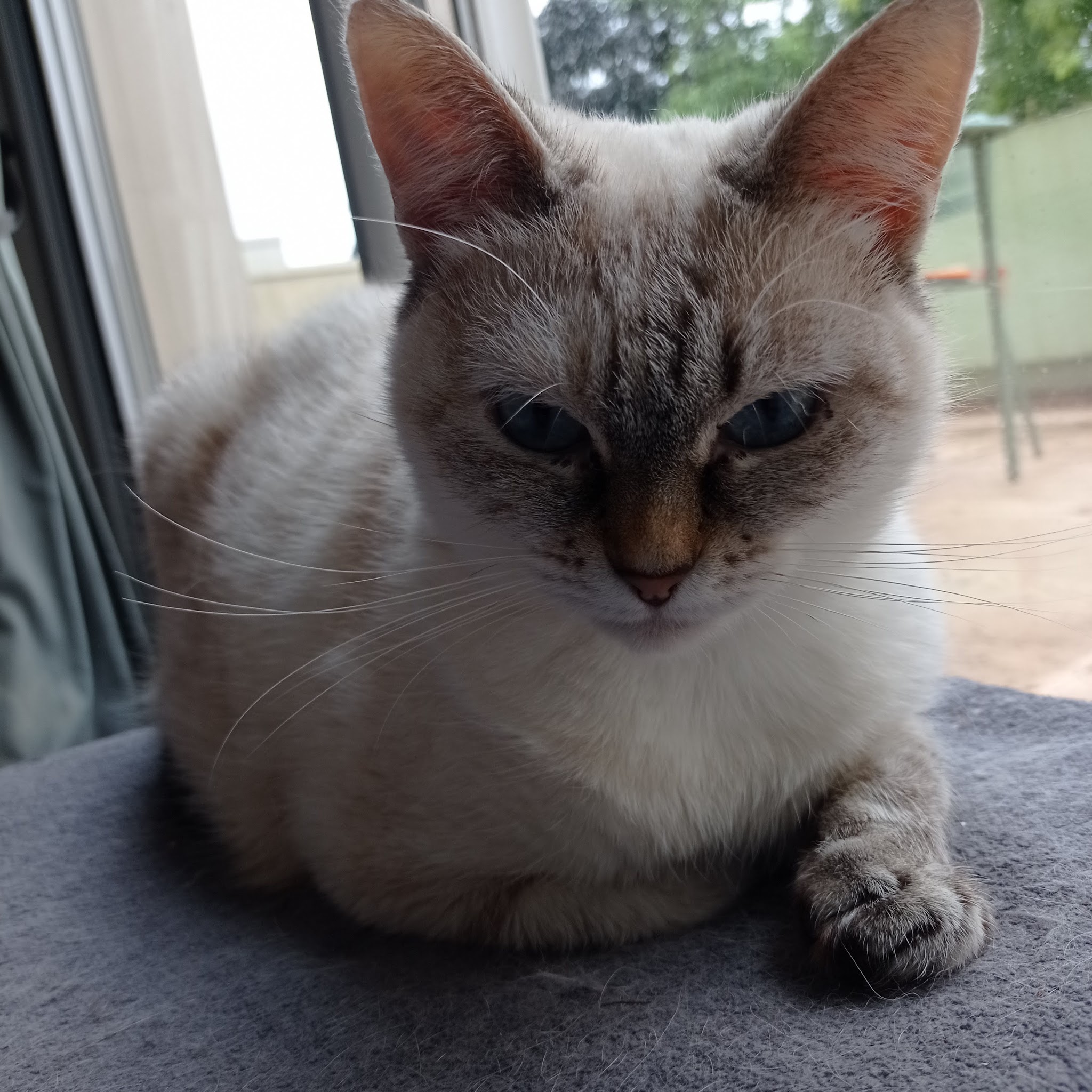 Nathalie Lermite Petsitting Le Mans — photo