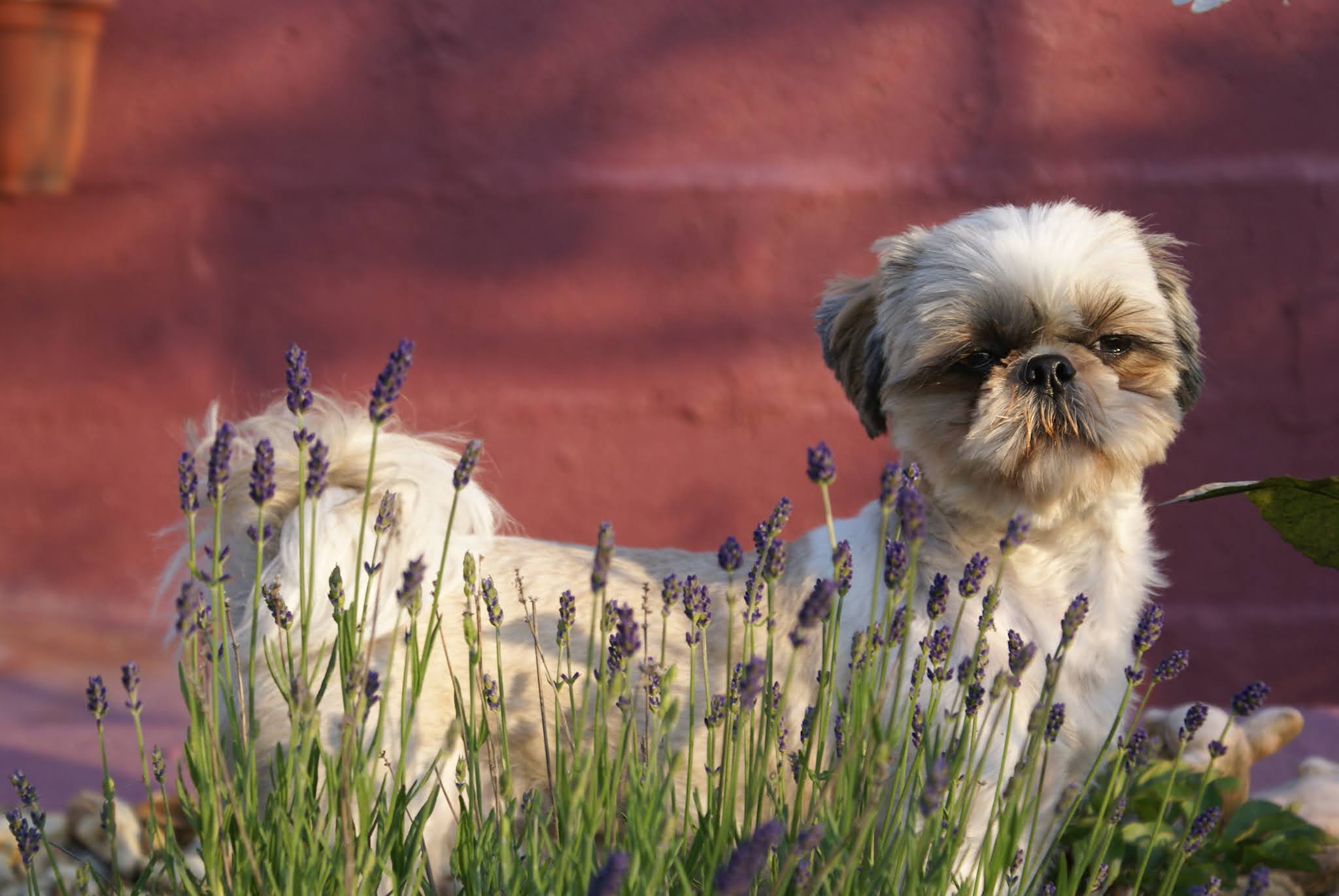 Nathalie Lermite Petsitting Le Mans