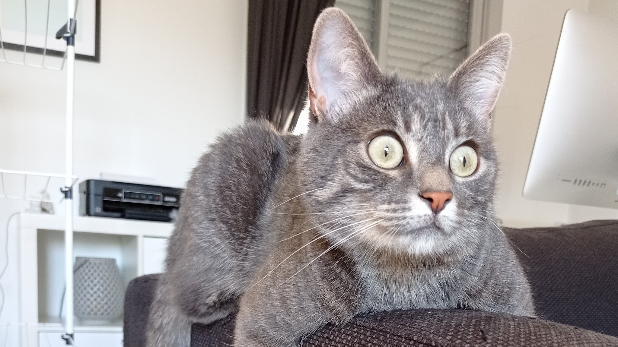 Nathalie Lermite Petsitting Le Mans — photo