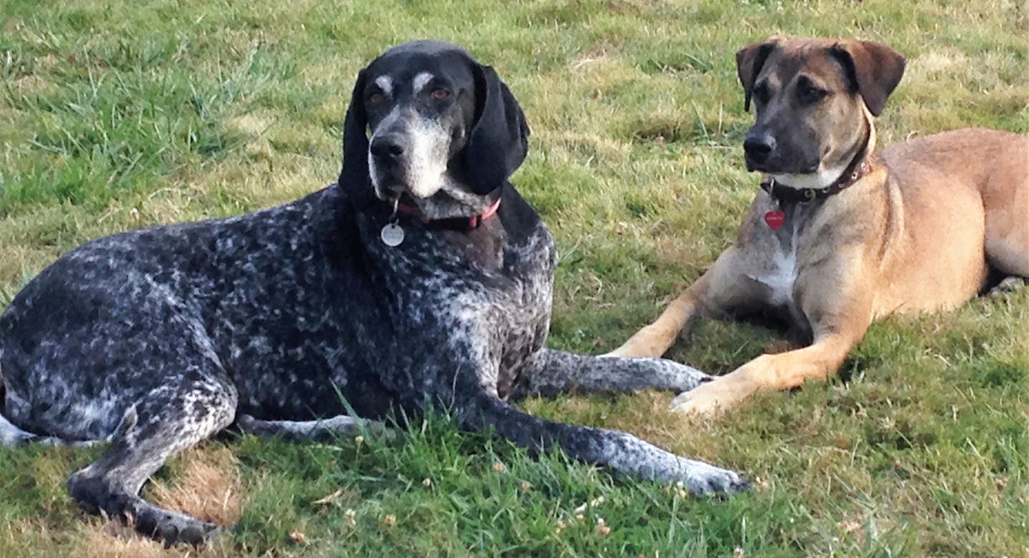 Pet Funny Family