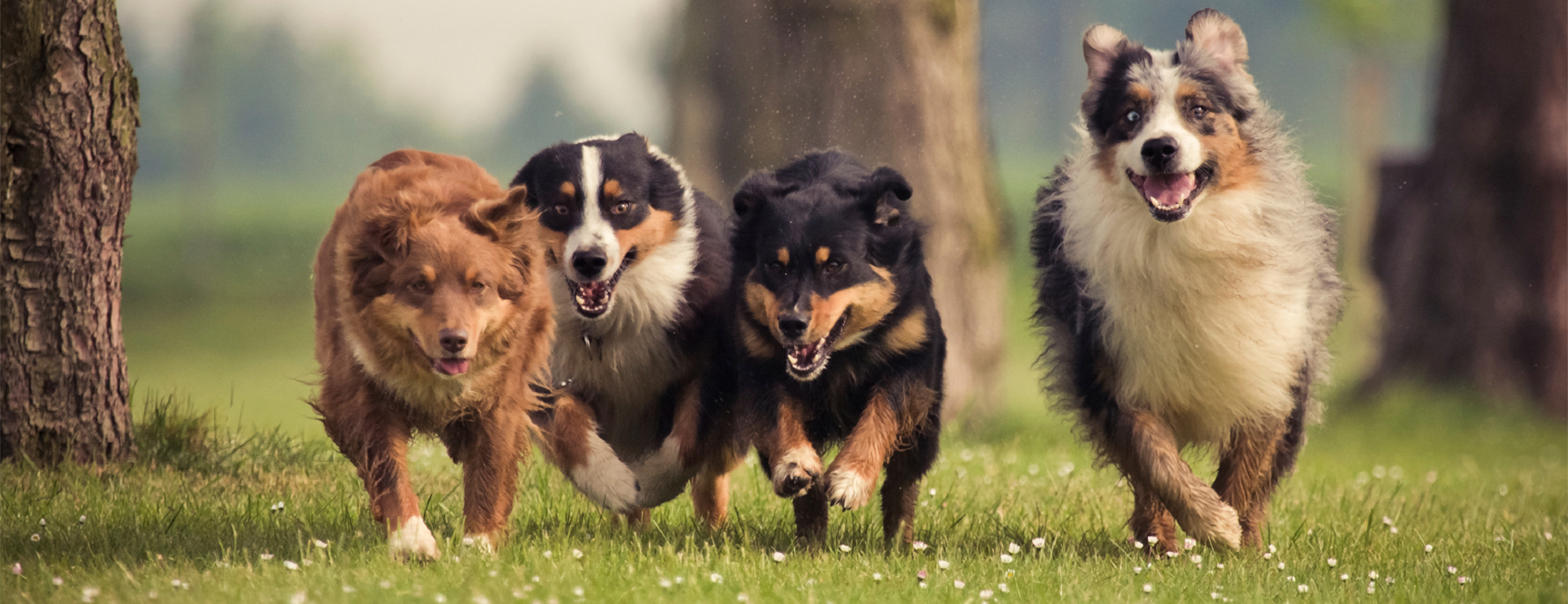 Pension Canine & Féline : Com' Chien & Chat