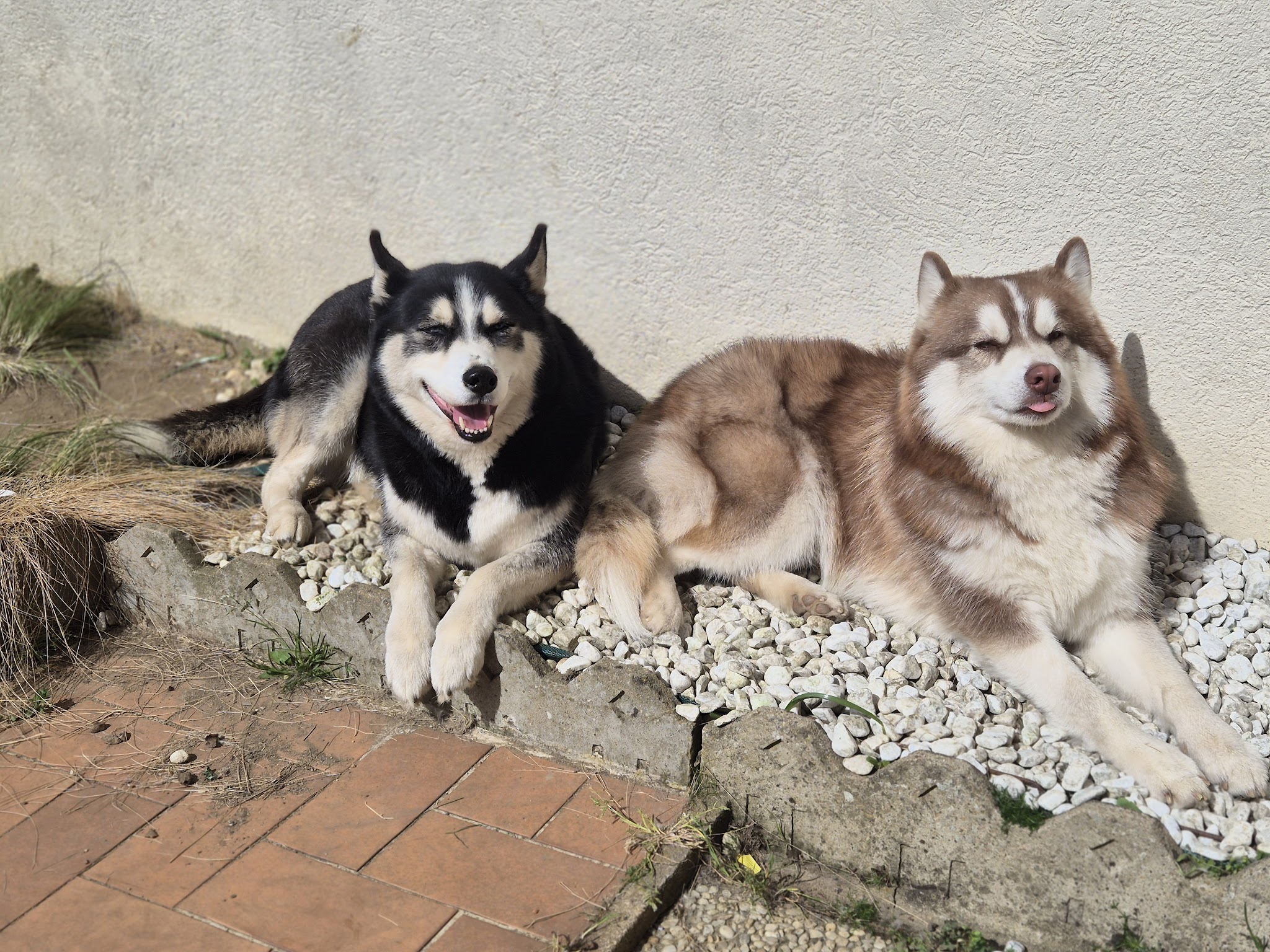 LES FOUILLUS Pension pour chiens et chats Le Mans La Flèche 72 — photo