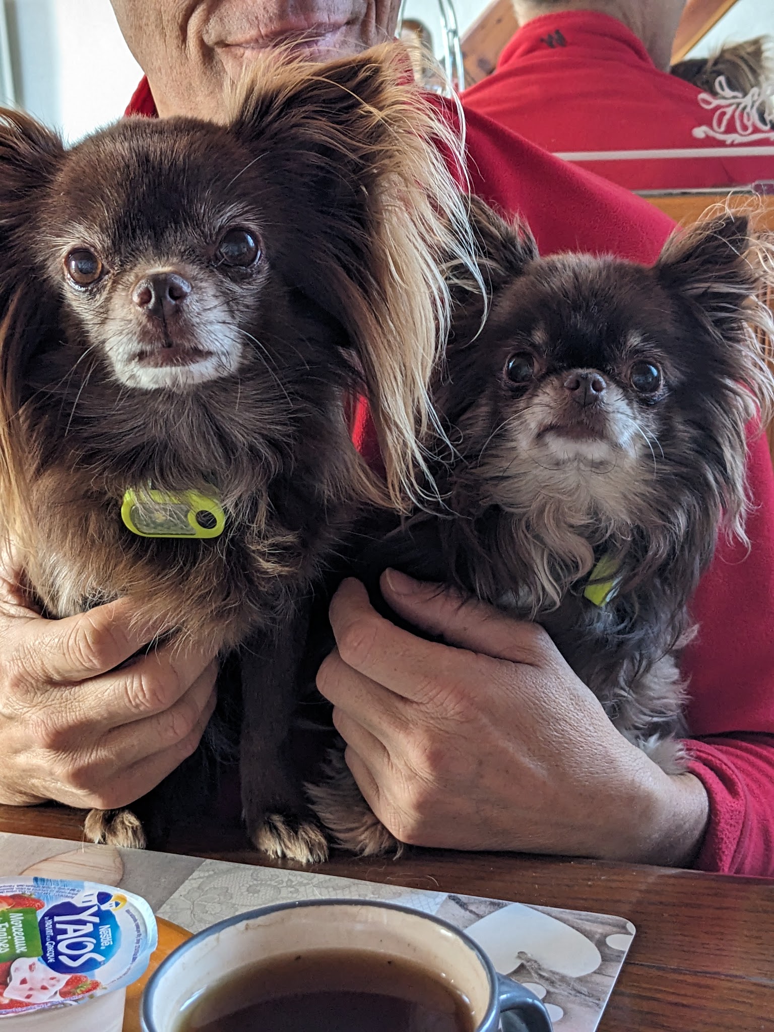 Pension canine familiale Tullins, 4 pattes en famille — photo