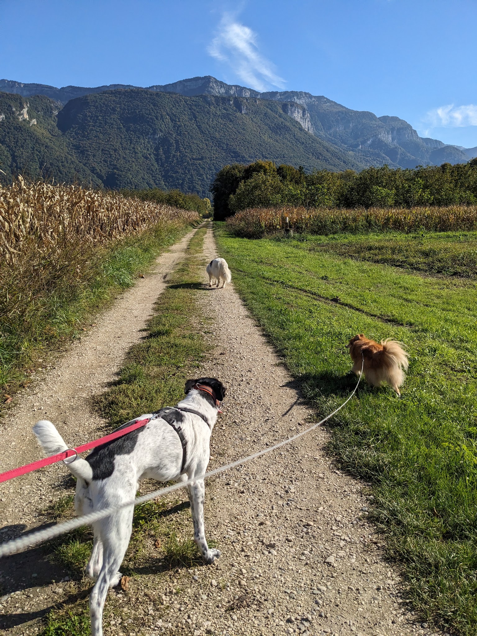 Pension canine familiale Tullins, 4 pattes en famille