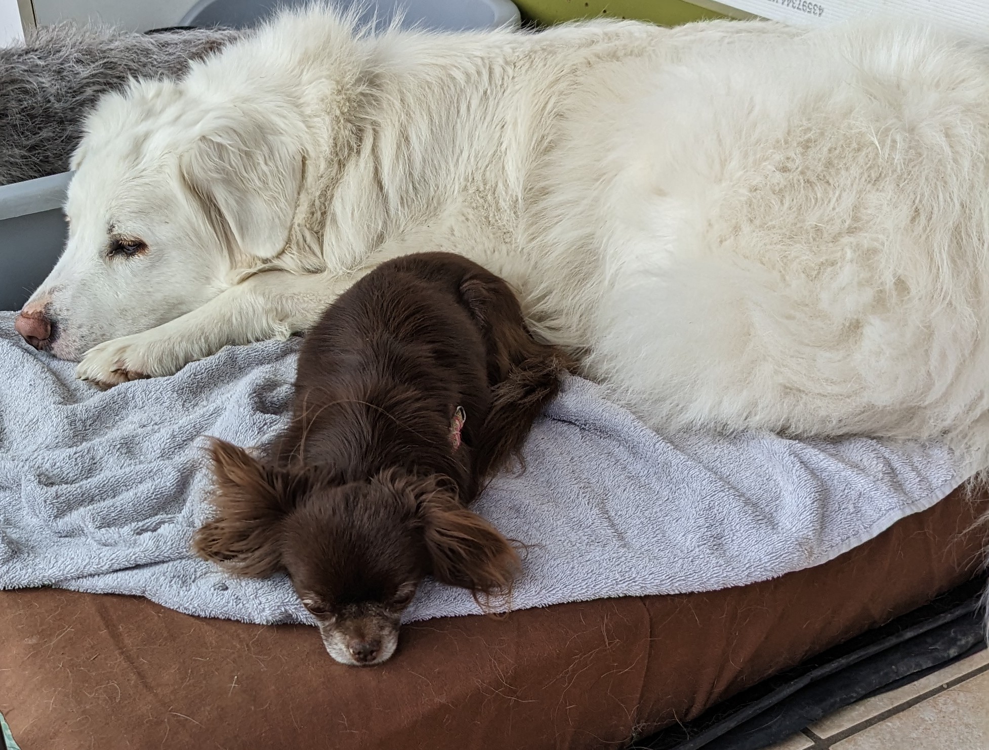 Pension canine familiale Tullins, 4 pattes en famille — photo