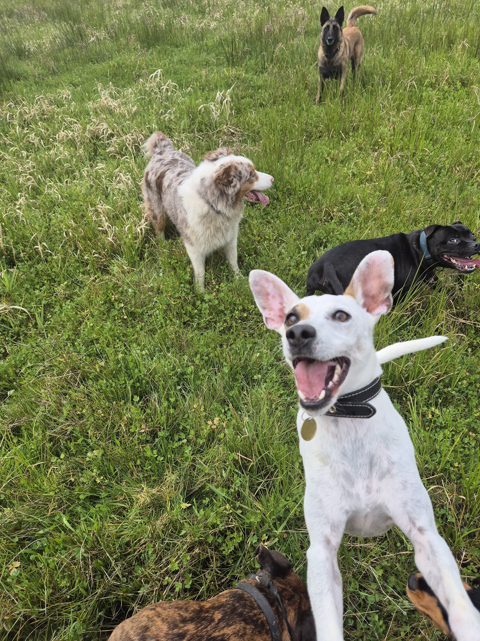 G Educ mon chien | Educateur canin & Pet Sitting Dax — photo