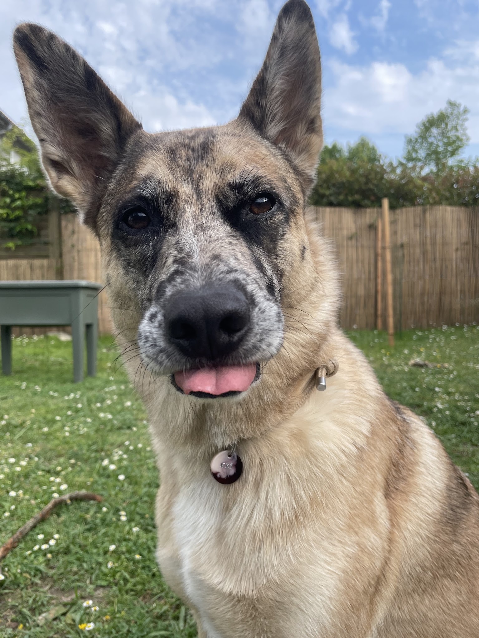 G Educ mon chien | Educateur canin & Pet Sitting Dax — photo