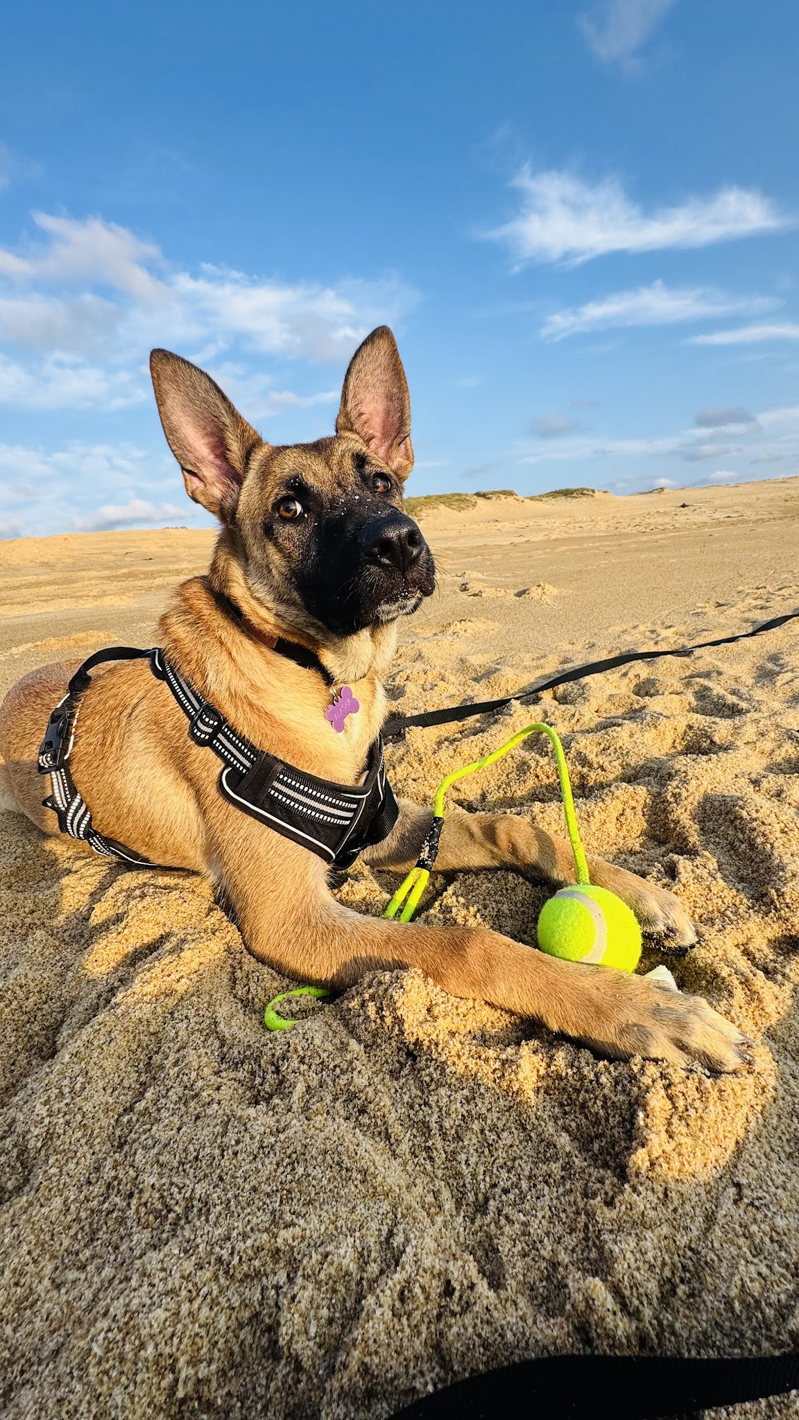 G Educ mon chien | Educateur canin & Pet Sitting Dax — photo
