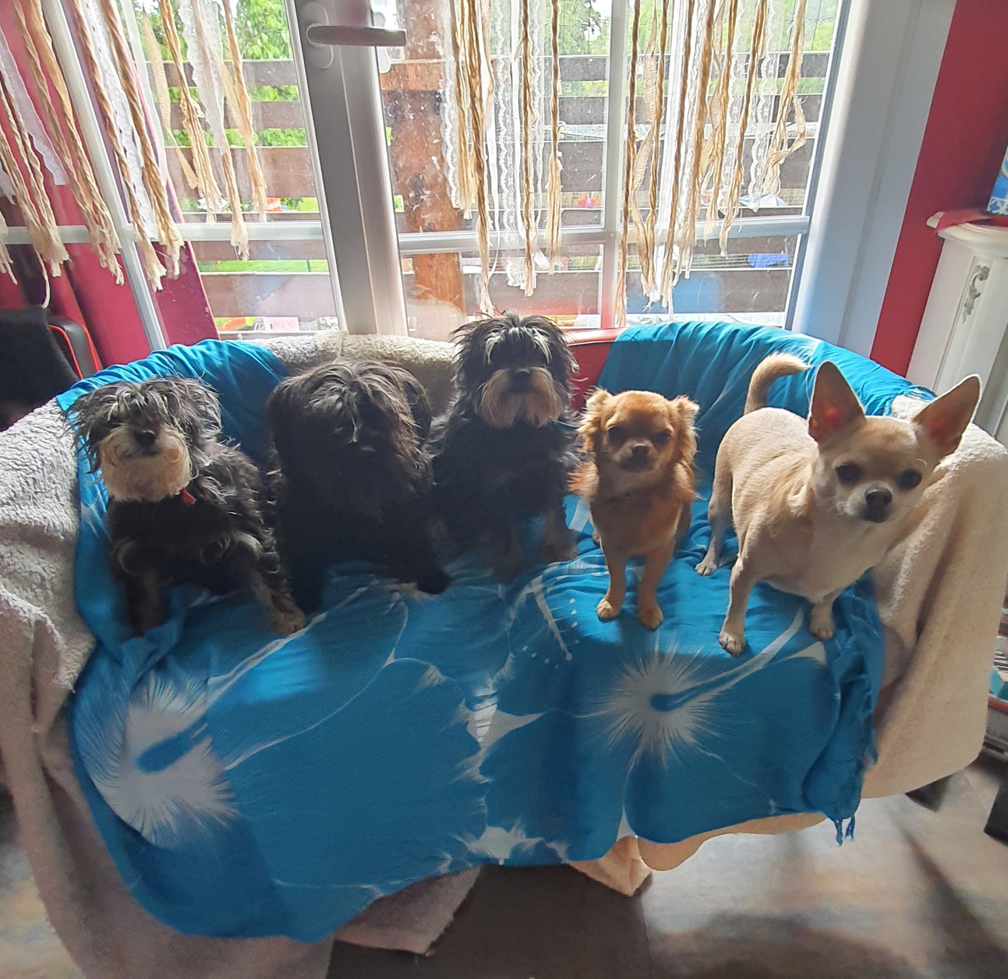 Animal Home — photo
