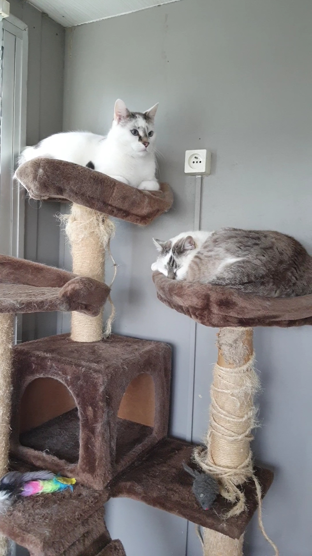 Animal Home — photo