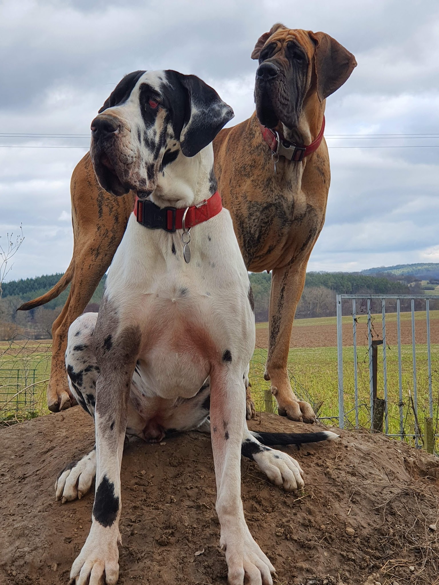 Animal Home — photo