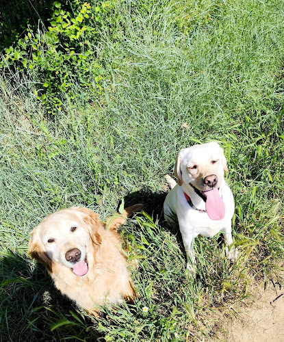 Pet-sitter Lignan/Pension - Dominique Noris