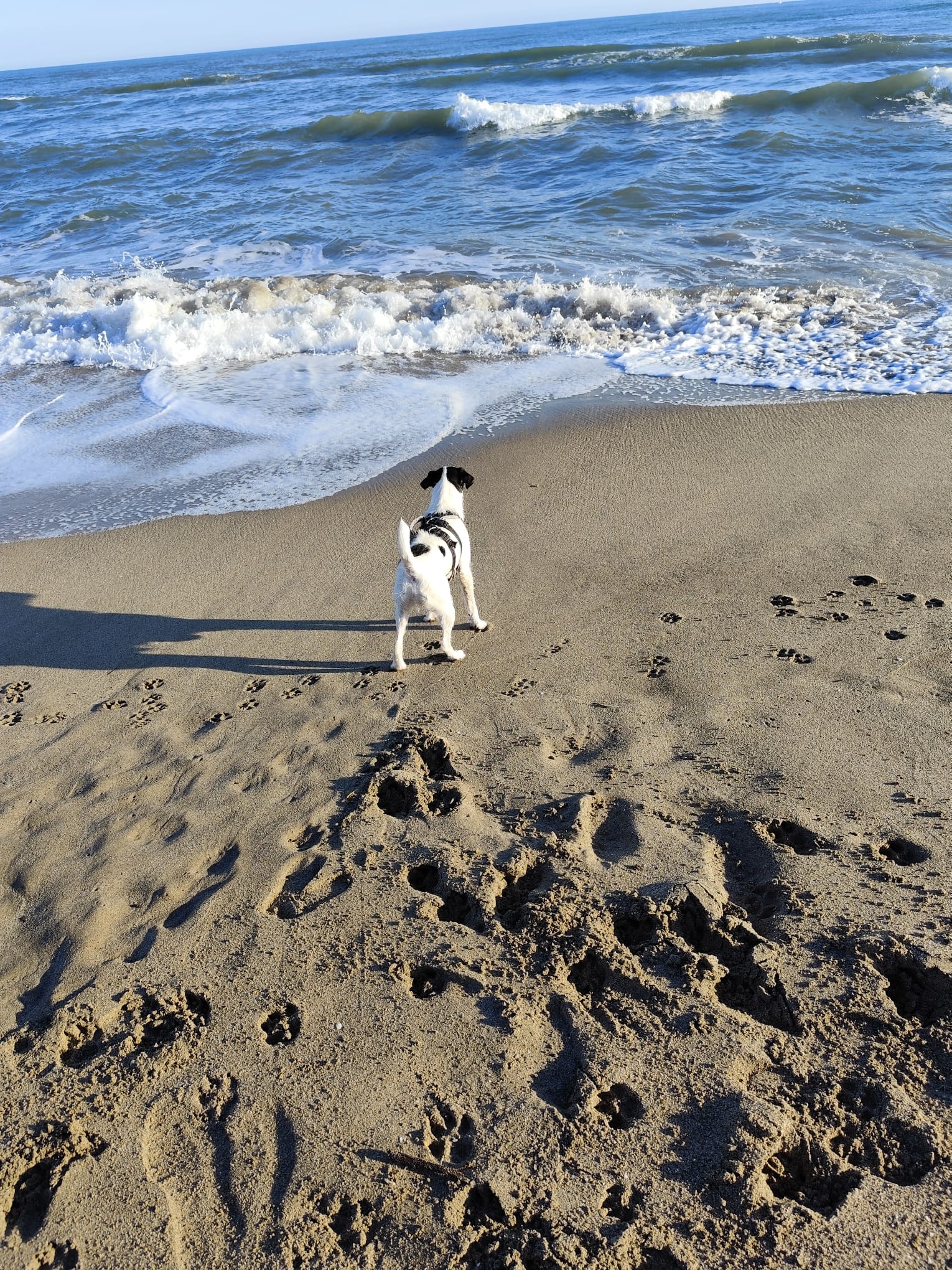 Pet-sitter Lignan/Pension - Dominique Noris — photo