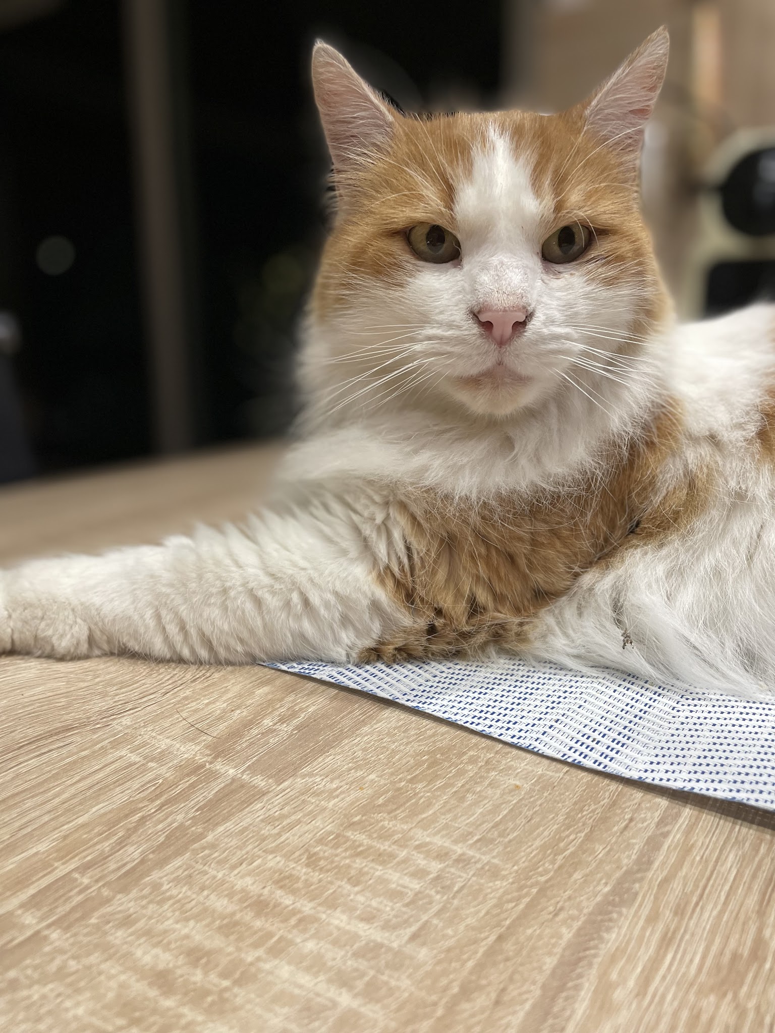 Pet-sitter Lignan/Pension - Dominique Noris — photo