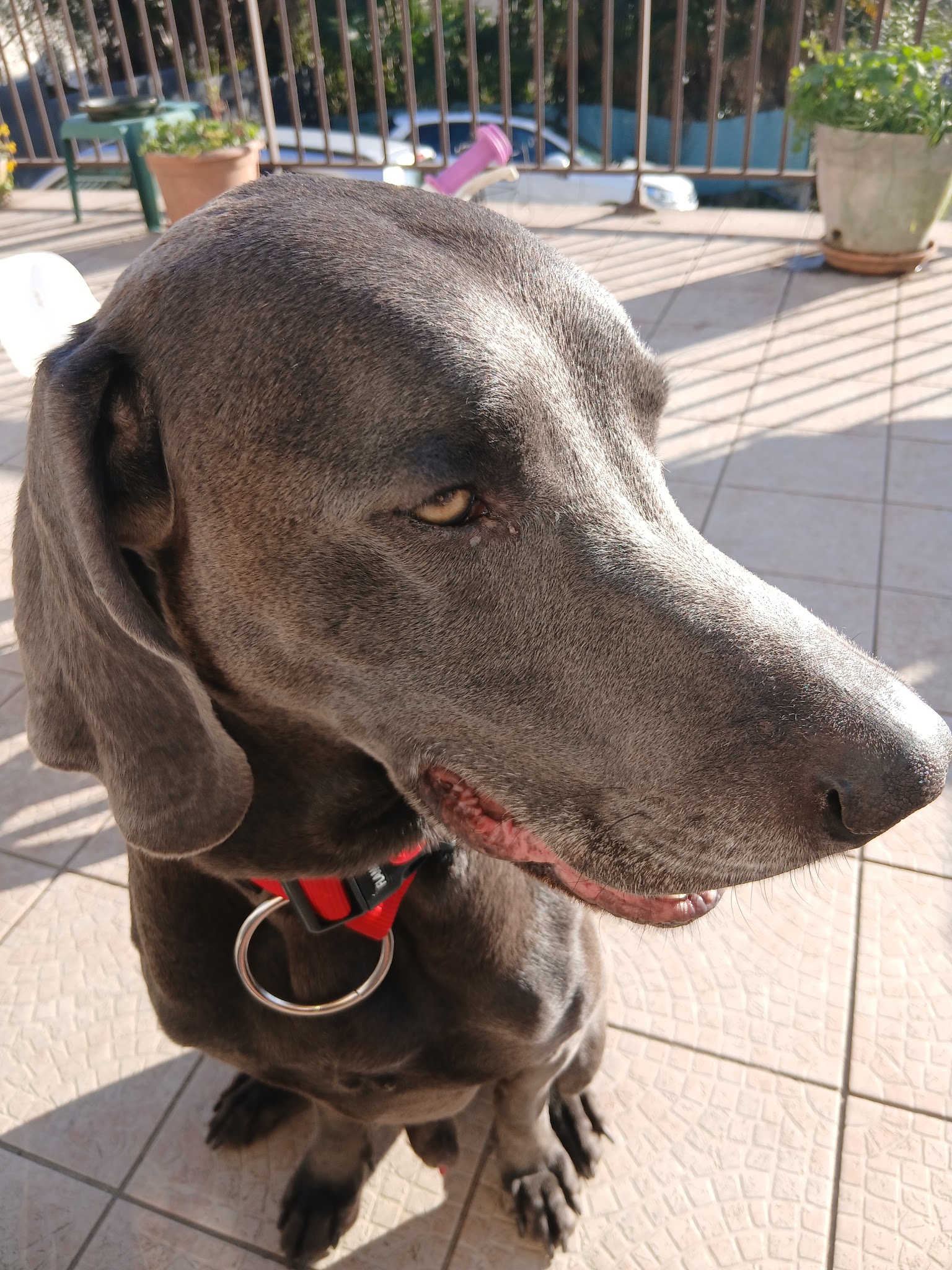 Pau de Bêtes — photo