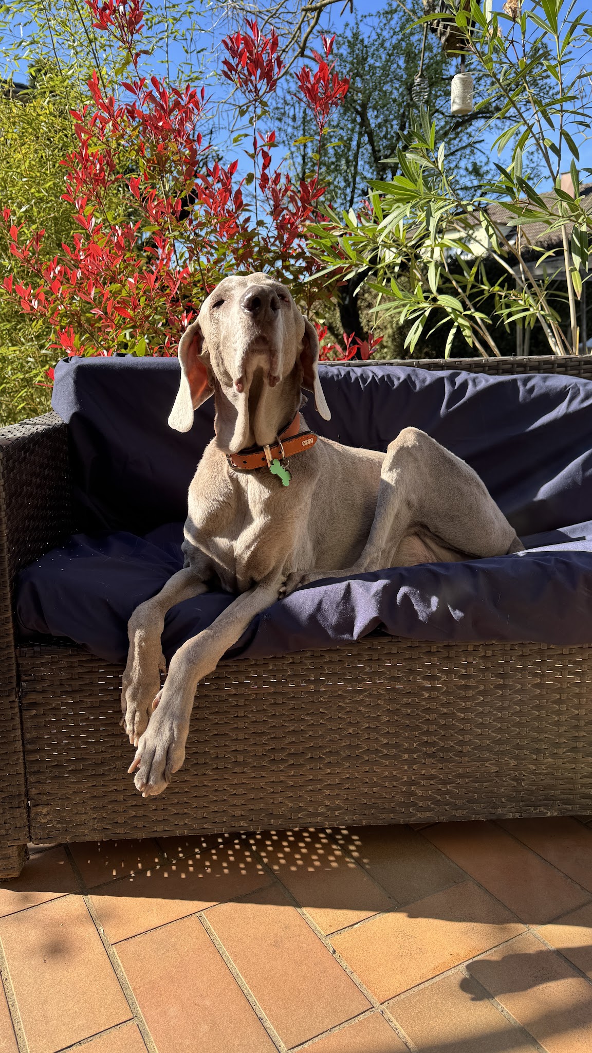 Le Dog Pawlace — photo