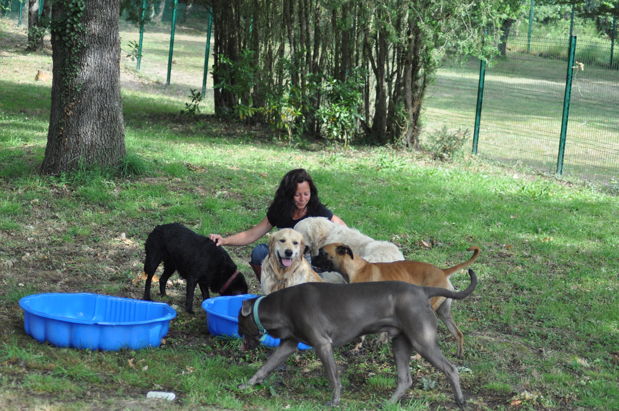 Dog et vous — photo