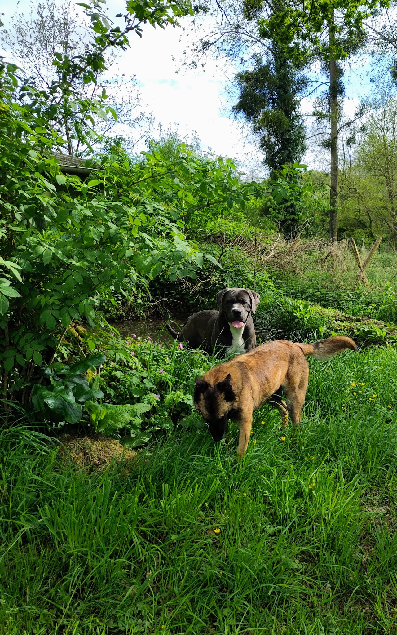 Les Z'anis de Kerjonc - Pension animalière — photo