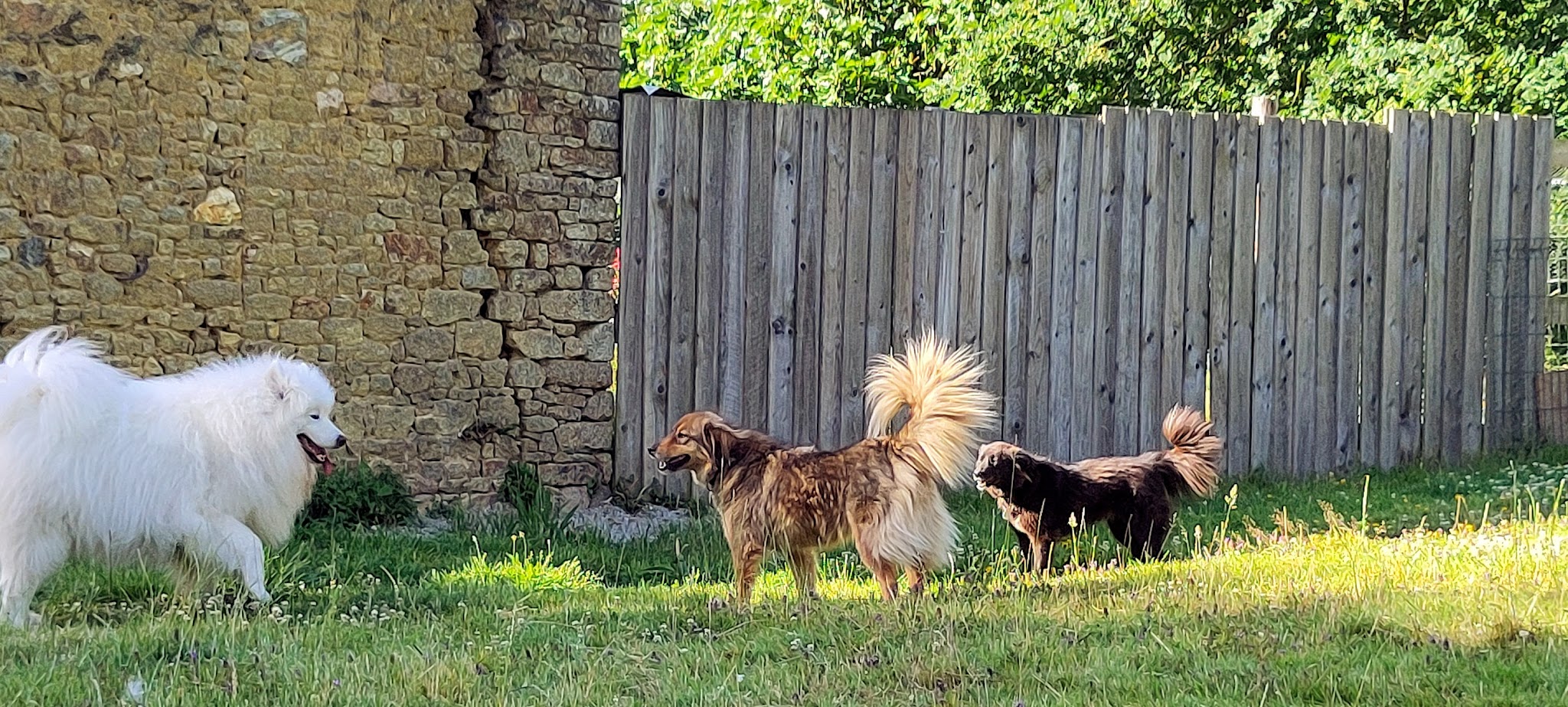 Les Z'anis de Kerjonc - Pension animalière — photo
