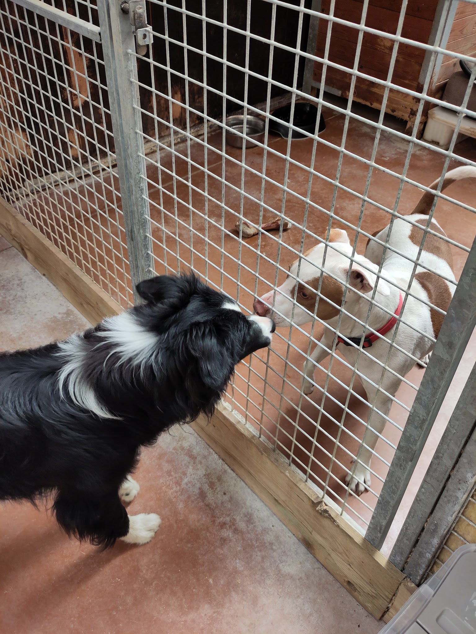 Les Z'anis de Kerjonc - Pension animalière — photo