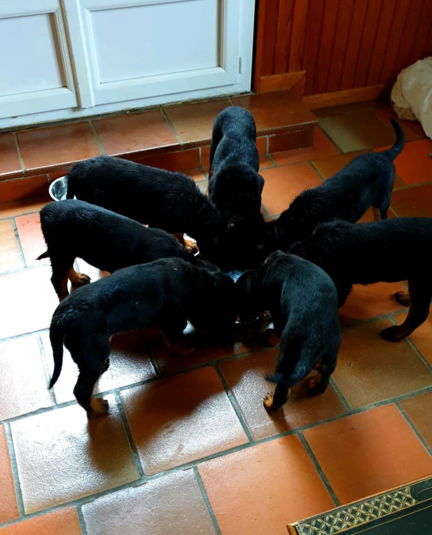 Molosses Family — photo