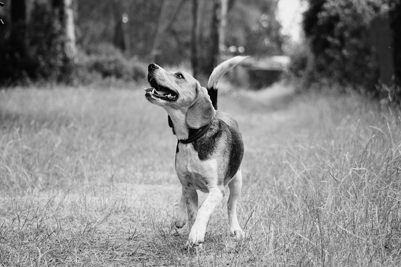 Pensez Chien - Clémentine Duguer