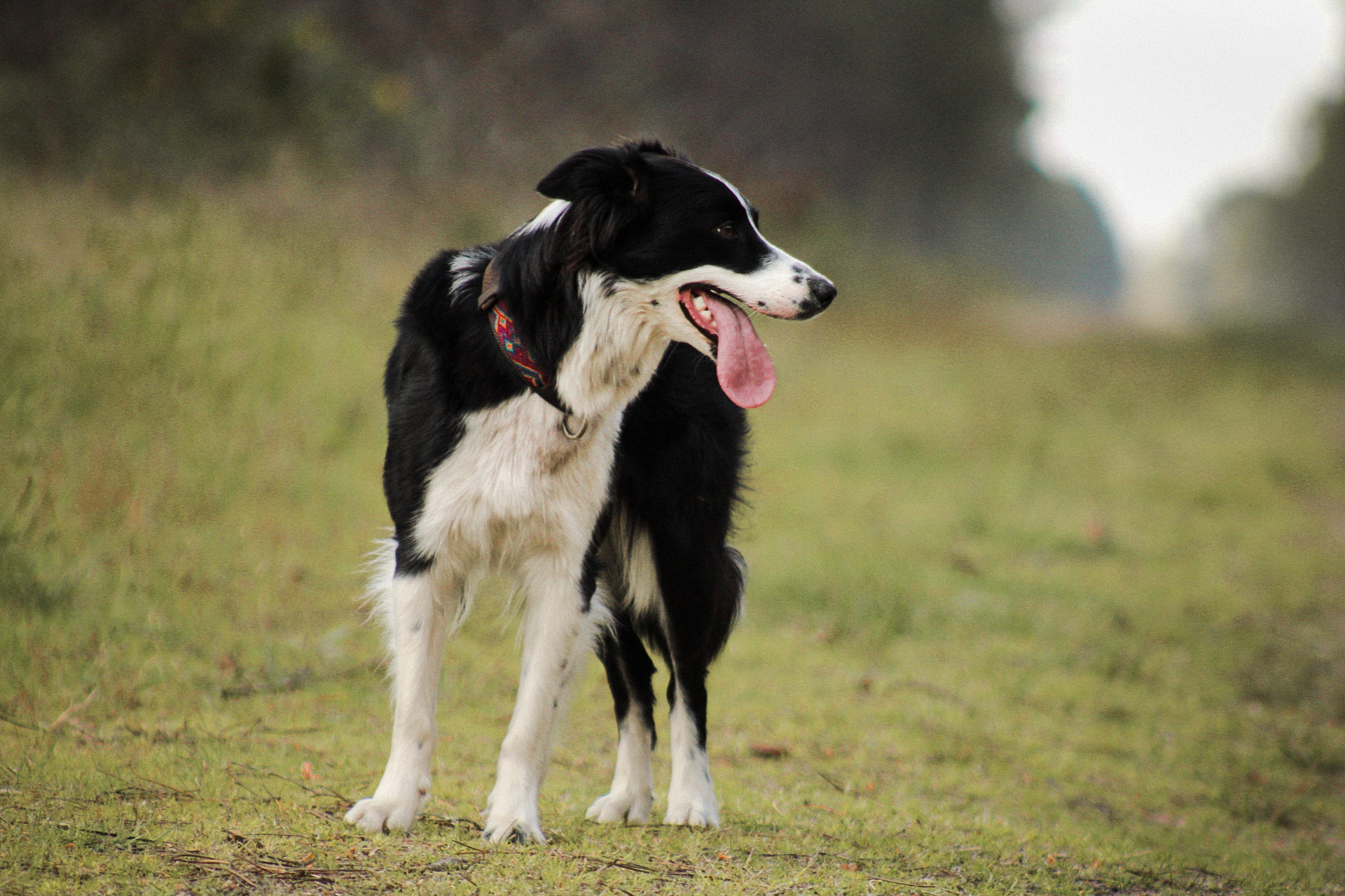 Pensez Chien - Clémentine Duguer — photo