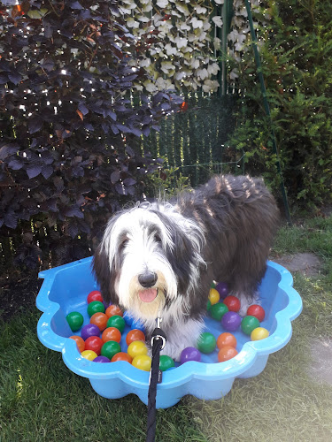Nord-Dog
